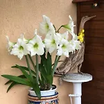 Sensory Garden Bed & Breakfast 4*